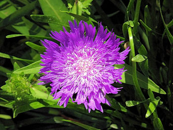 Close-up of purple flowers blooming outdoors