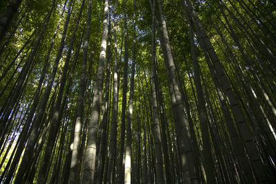 Low angle view of bamboo trees in forest