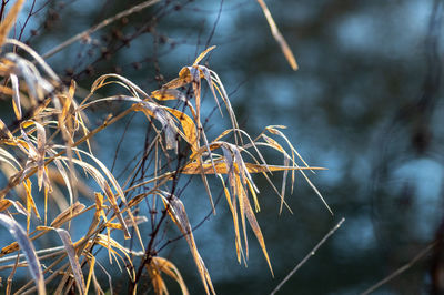 Close-up of dried plant