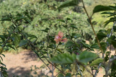 Close-up of pink flowering plants