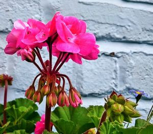 Close-up of pink flowers