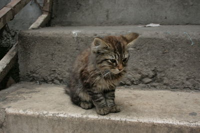 Portrait of cat on concrete floor