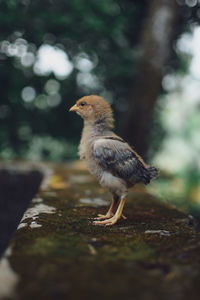 Close-up of a bird