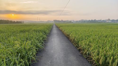 Rural road among lush green rice fields at sunrise in the morning
