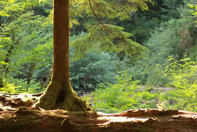 Scenic view of forest