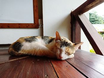Cat sleeping on wooden floor