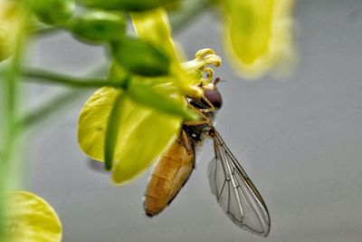 Close-up of insect on leaf