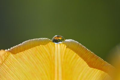 Close-up of water drop on yellow tulip
