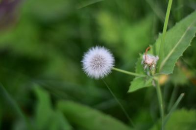 Close-up of flower growing outdoors