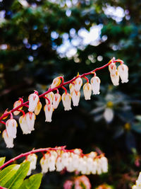 Close-up of cherry blossom on tree