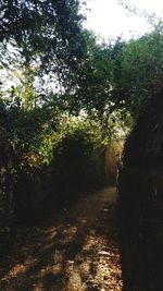 Trees in forest