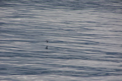 High angle view of bird flying over lake