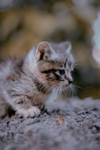 Cat and nature