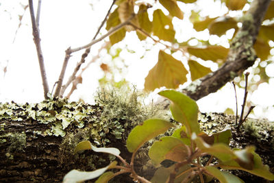 Close-up of fresh green plant