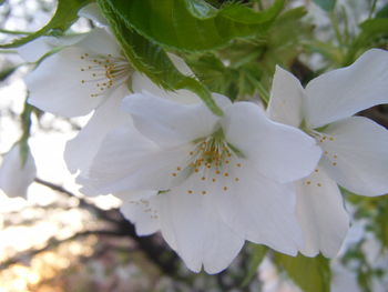 Close-up of flower blooming on tree