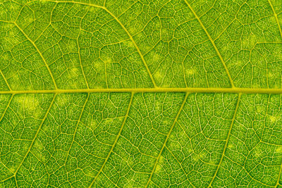 Full frame shot of green leaves