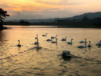 Swans swimming in lake during sunset