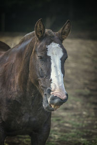 Close-up of horse on field