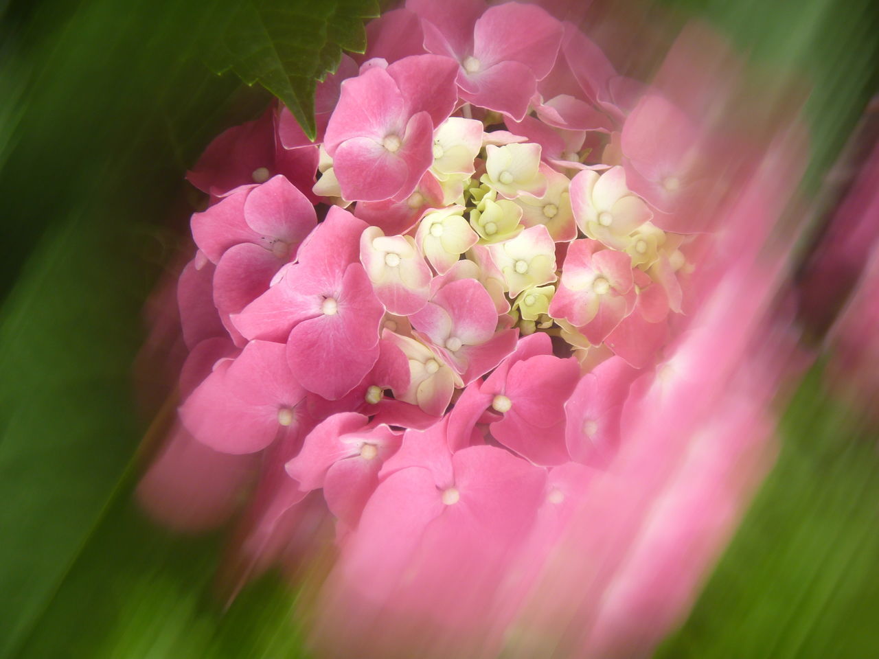 CLOSE-UP OF PINK FLOWERS