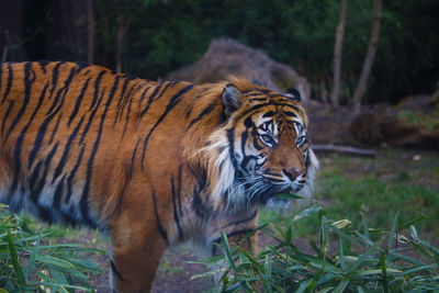 Close-up of a cat on field