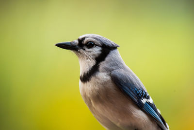 Close-up of a bird