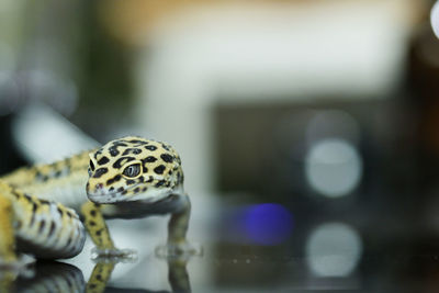 Close-up of gecko in blurred background