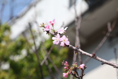 Close-up of pink cherry blossom on tree