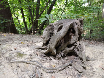Driftwood on tree trunk in forest