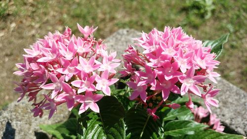 Close-up of pink flowers blooming outdoors