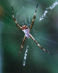 Close-up of spider on web