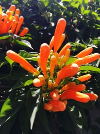 Close-up of orange flowers