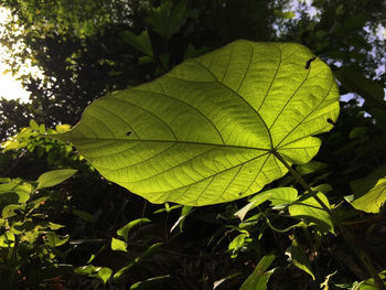 Close-up of green leaves on plant