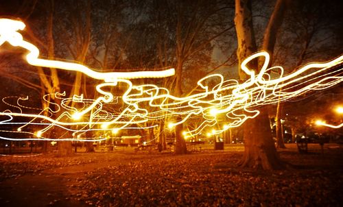 Light trails on illuminated tree at night