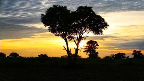 Silhouette trees on field against sky during sunset