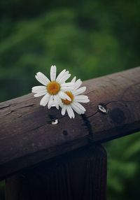 Close-up of white flowers on wooden fence