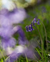 Close-up of purple flower