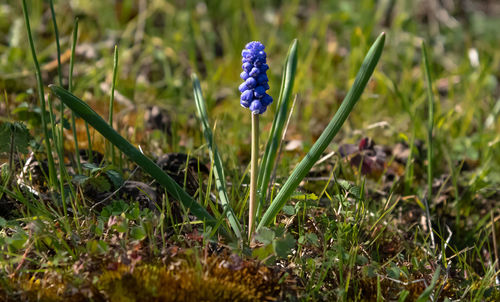 Close-up of purple crocus flowers on field