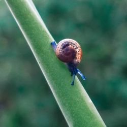 Close-up of snail on leaf