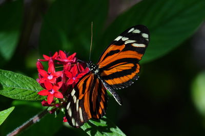 Close-up of butterfly pollinating on flower