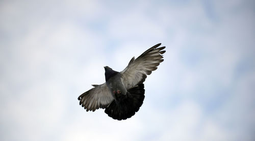 Low angle view of eagle flying in sky