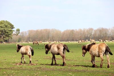 Horses grazing in a field