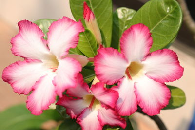 Close-up of pink flowering plant