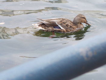 High angle view of duck swimming in lake