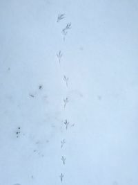 Close-up of birds on snow
