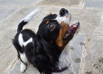 High angle view of dog looking up