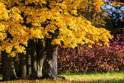 Yellow flowering trees in park during autumn