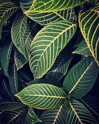 Full frame shot of green leaves