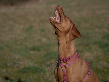 Close-up of dog