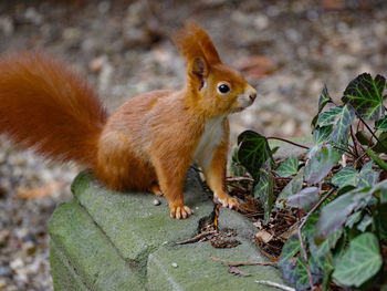Close-up of squirrel on field
