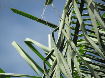 Low angle view of plant